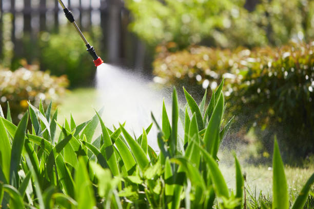 24/7 Emergency Ant Control experts in Chauvin, LA