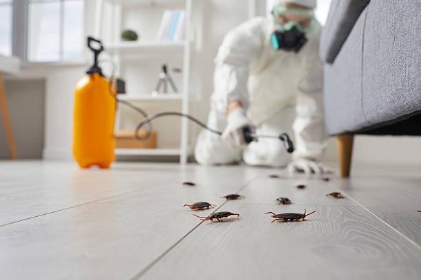 Affordable Ant Control solutions in Chauvin, LA